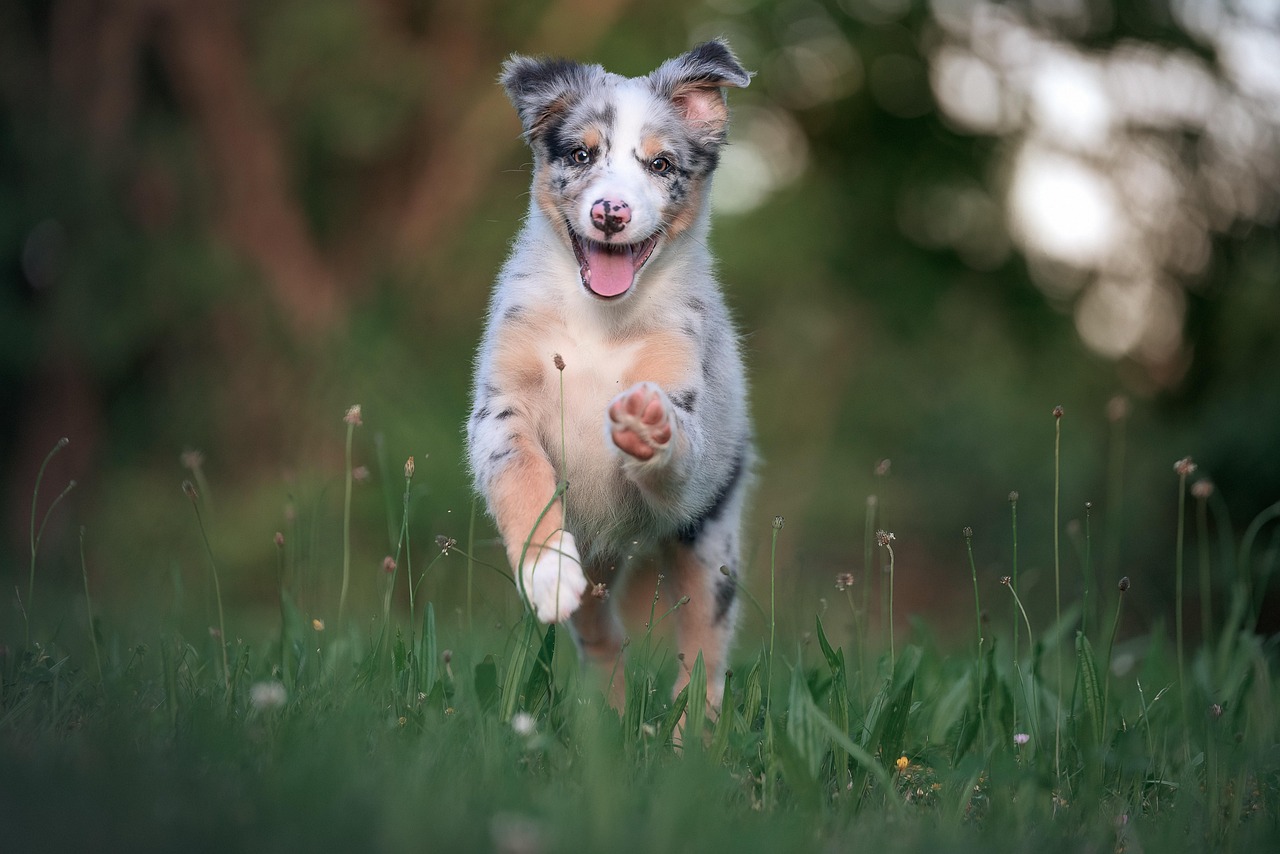 happy dog playing outdoors with owner in sunshine