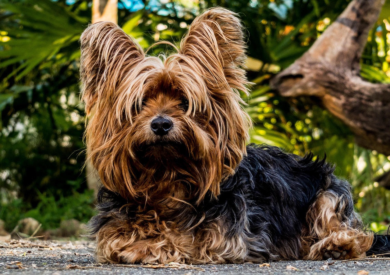 易患糖尿病的高風險犬種