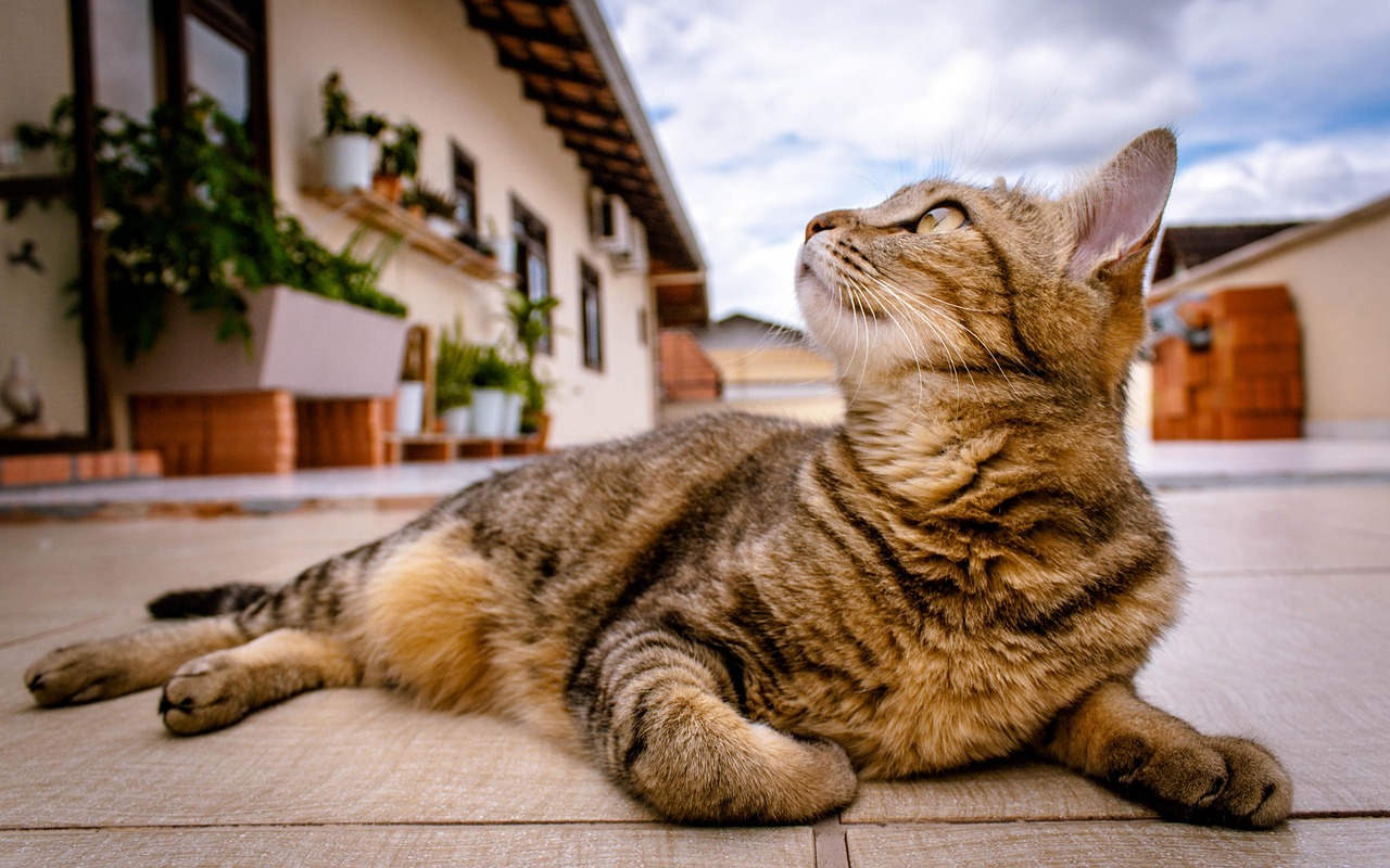 veterinarian examining a healthy tabby cat