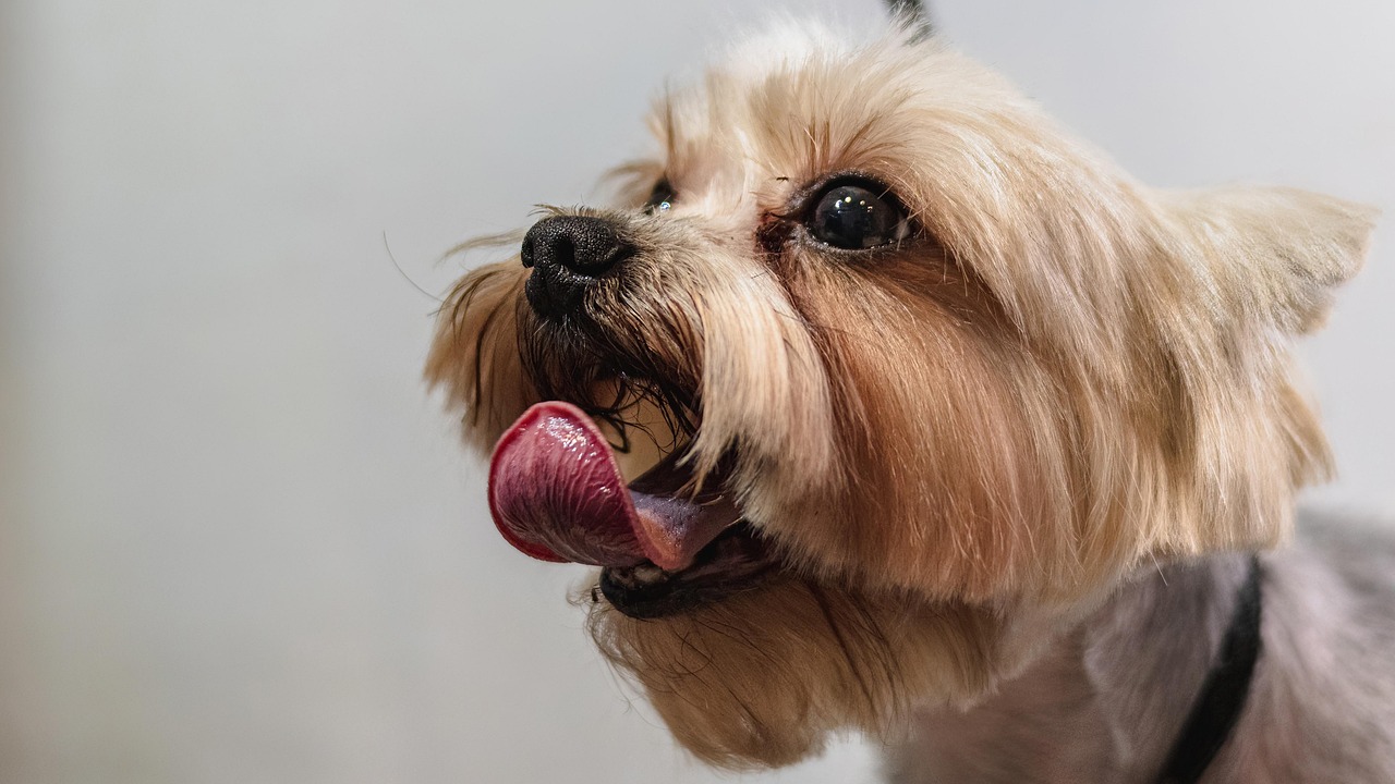 犬糖尿病雖然無法根治，但絕非不治之症。透過及早發現症狀、配合獸醫的專業治療，以及在日常生活中落實規律的照護計畫，糖尿病犬完全能夠維持良好的生活品質