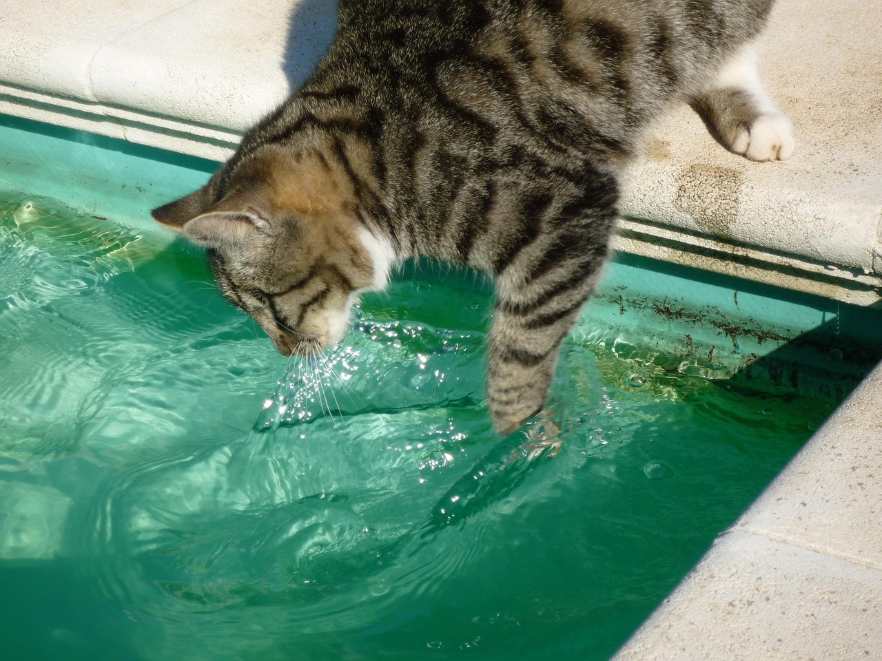 cat wet food in sealed glass container in refrigerator