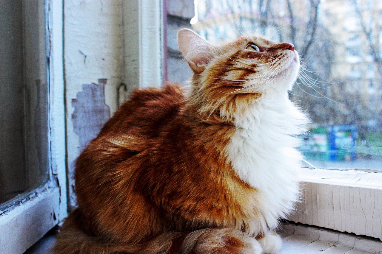 various toxic foods for cats including onions grapes and chocolate on table