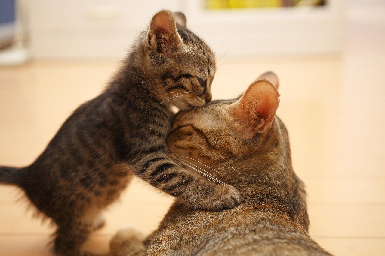 kitten nursing from mother cat