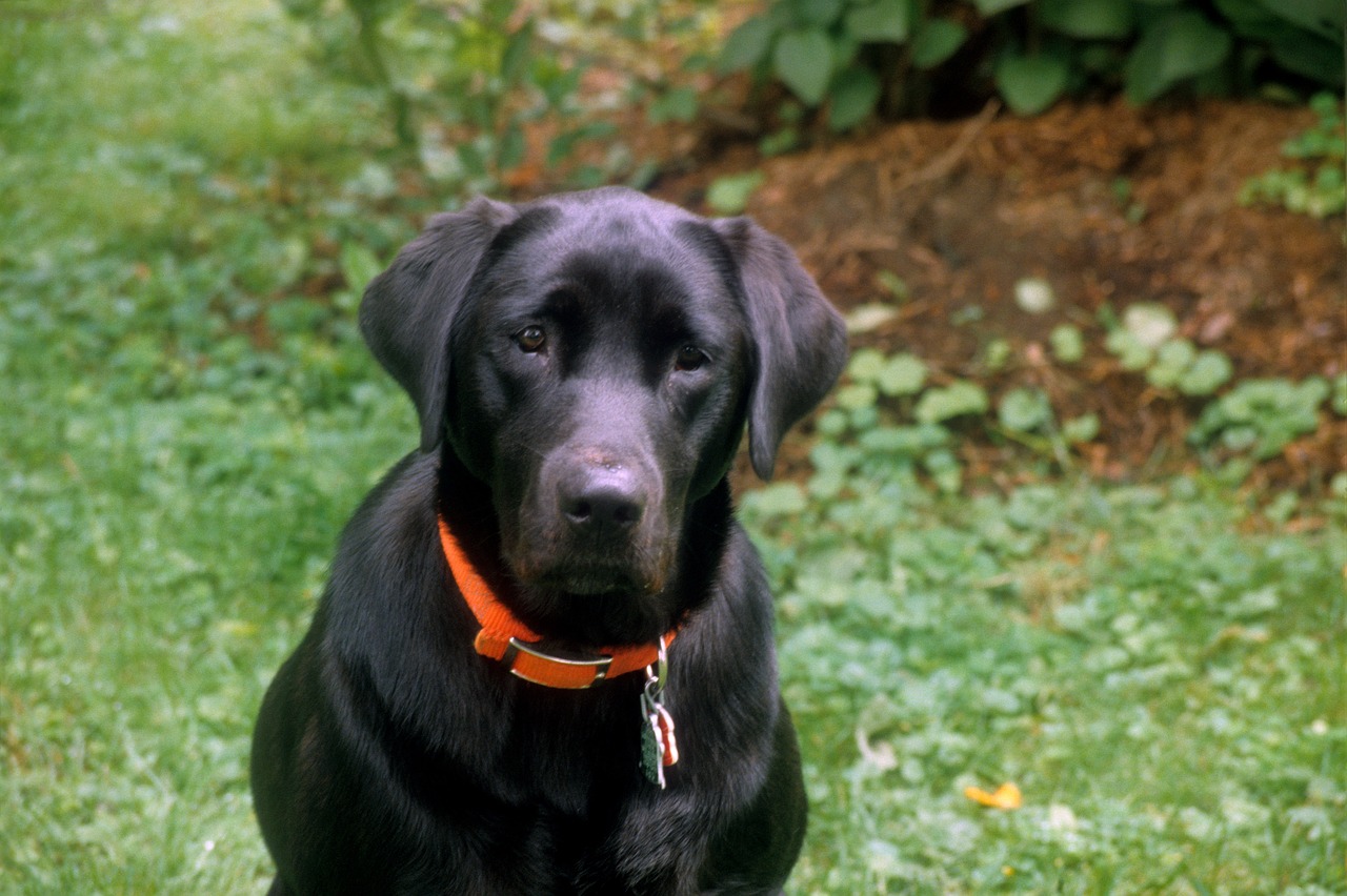 labrador retriever eating from food bowl