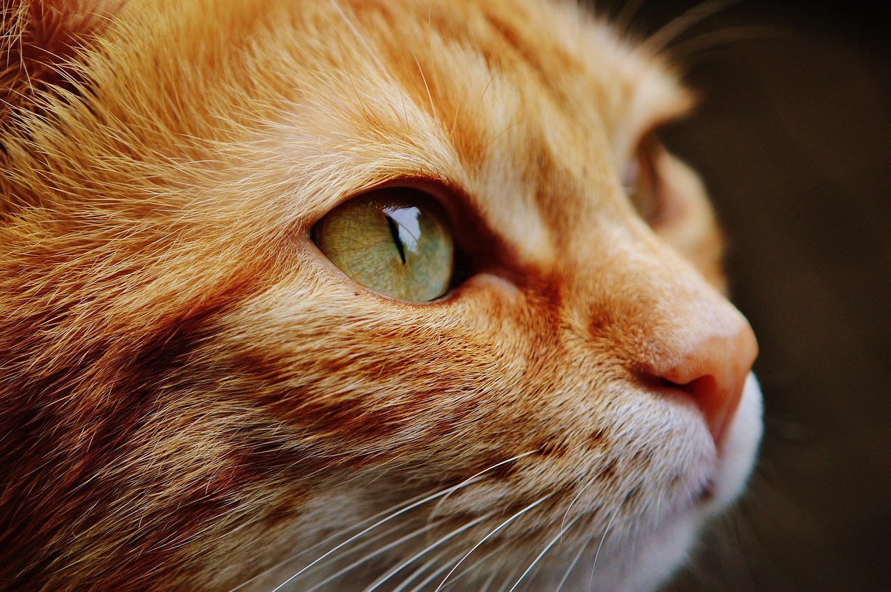 person writing notes about cat feeding schedule