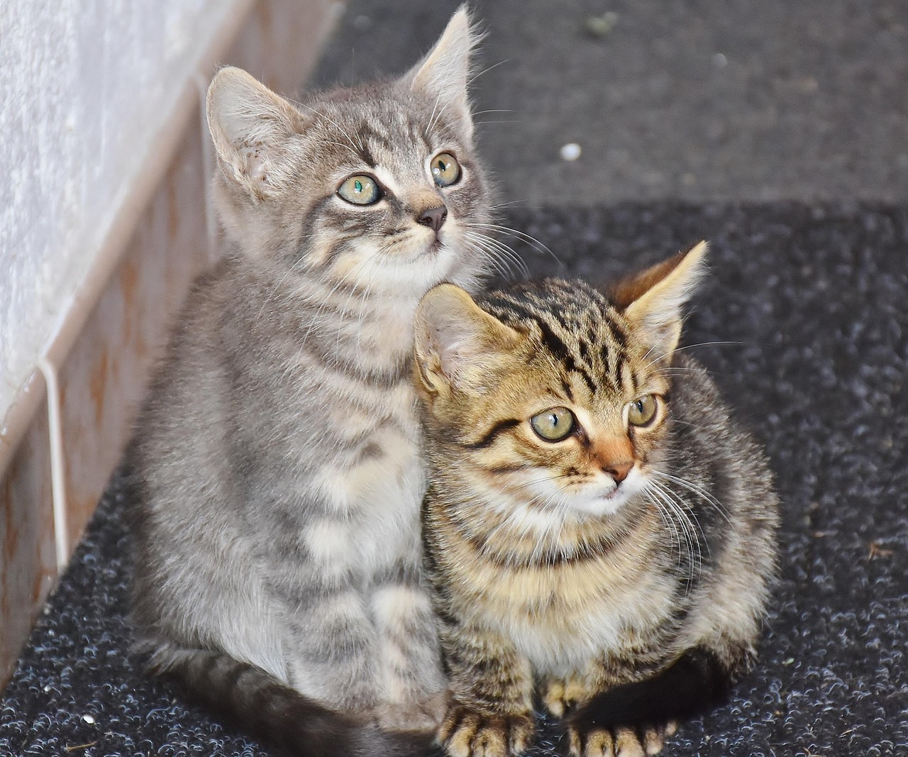 two cats enjoying meal time together at home
