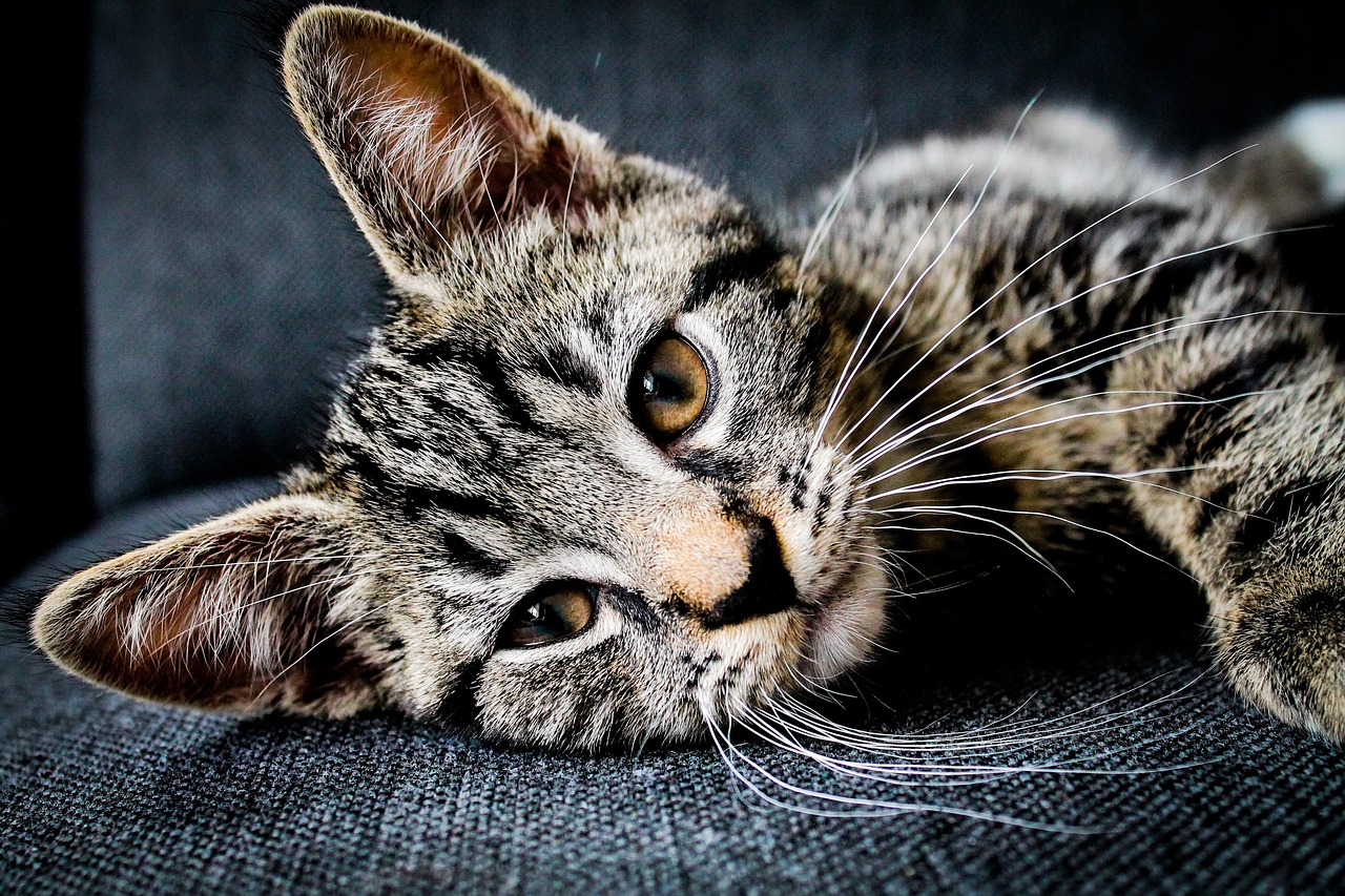 relaxed cat purring on owner lap