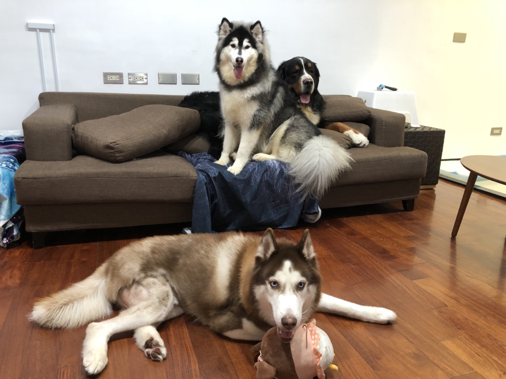 M 信義區寵物寄宿 寵物旅館