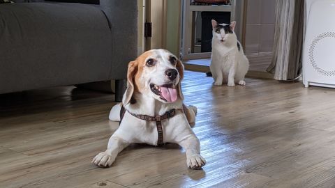 文山區寵物寄宿 寵物旅館