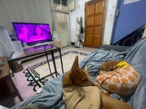 中山區寵物住宿推薦-保姆艾倫