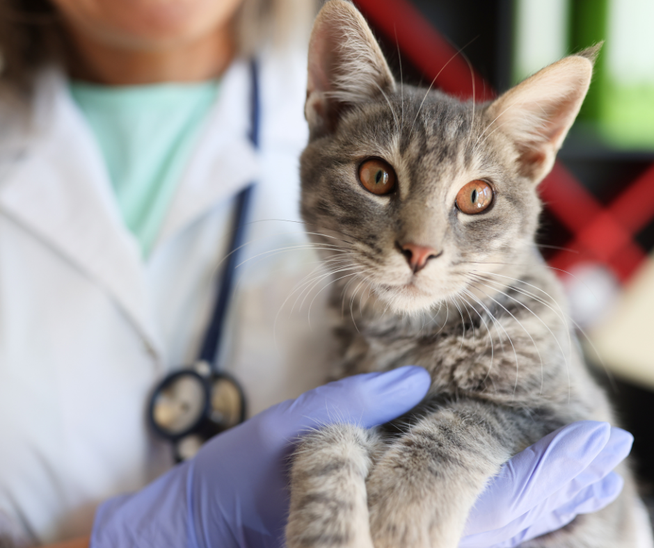 貓咪到府打晶片