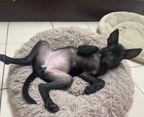 Fluv_IGOTYOU_Foster_安妮中途生活_250611_1