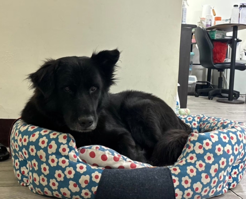 Fluv_IGOTYOU_Foster_帥氣庫巴_250611_1