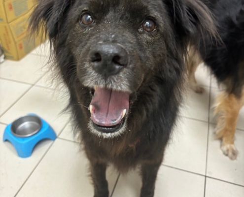 Fluv_IGOTYOU_Foster_泰迪日常_250611_1