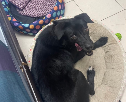 Fluv_IGOTYOU_Foster_蕾拉日常_250611_1