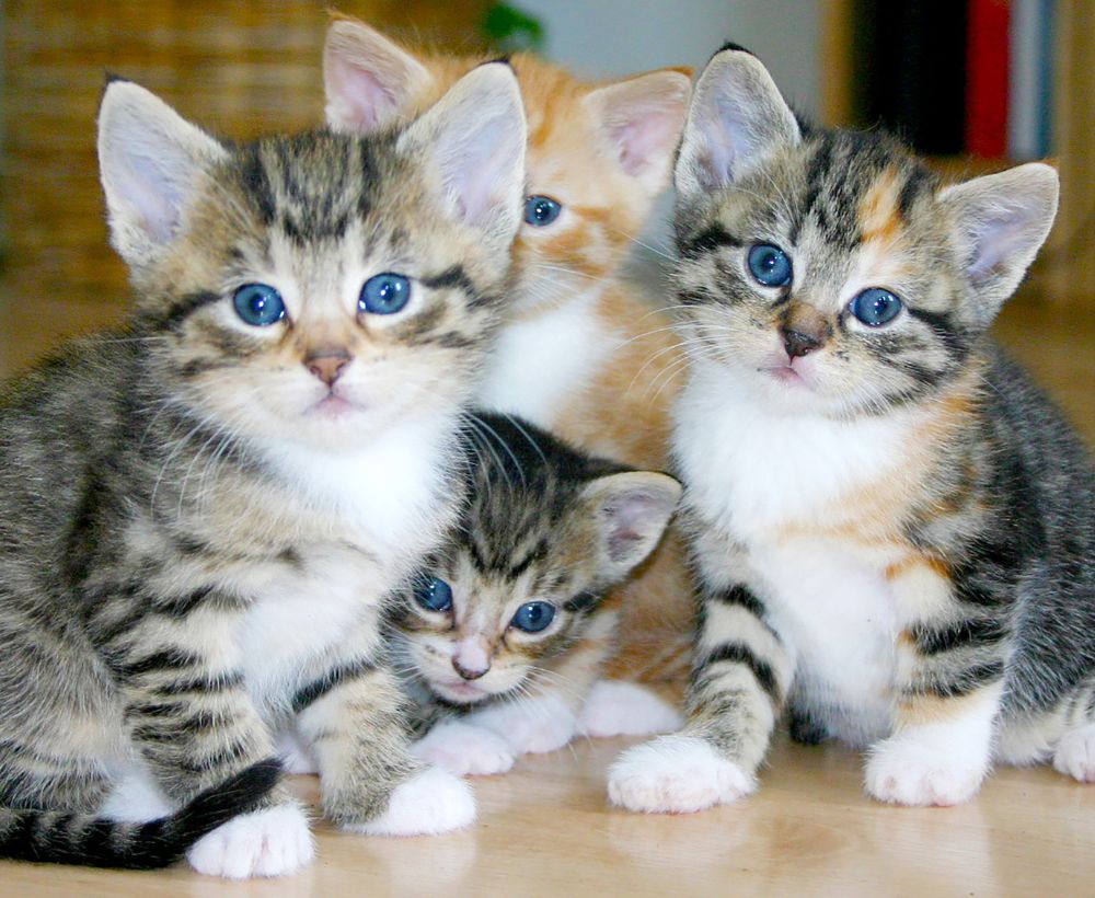 多貓家庭 到府照顧 比貓旅館更省錢 多貓家庭 到府照顧 比貓旅館更省錢