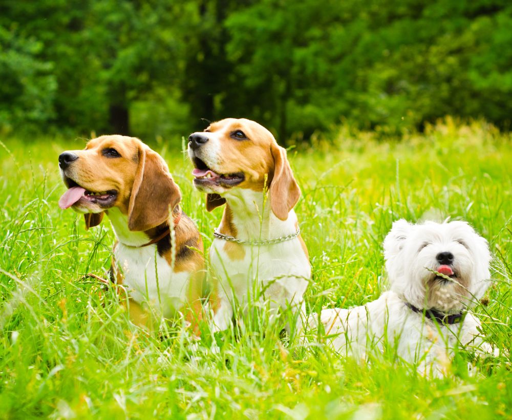 多狗家庭 到府照顧 省下寵物旅館費用 多狗家庭 到府照顧 省下寵物旅館費用