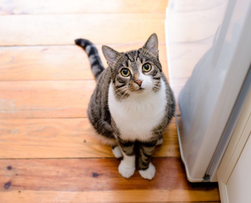 looking-for-Fluv-dog-sitter