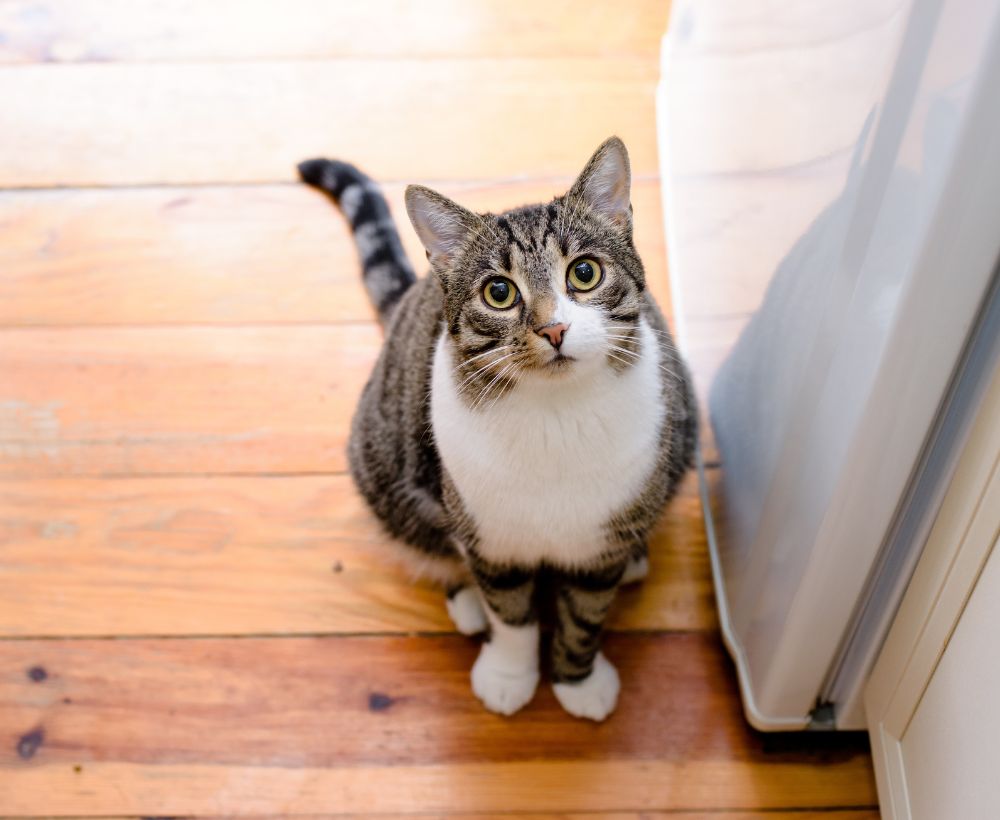 looking-for-cat-sitter looking-for-Fluv-dog-sitter