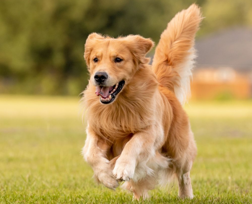 looking-for-Fluv-dog-sitter