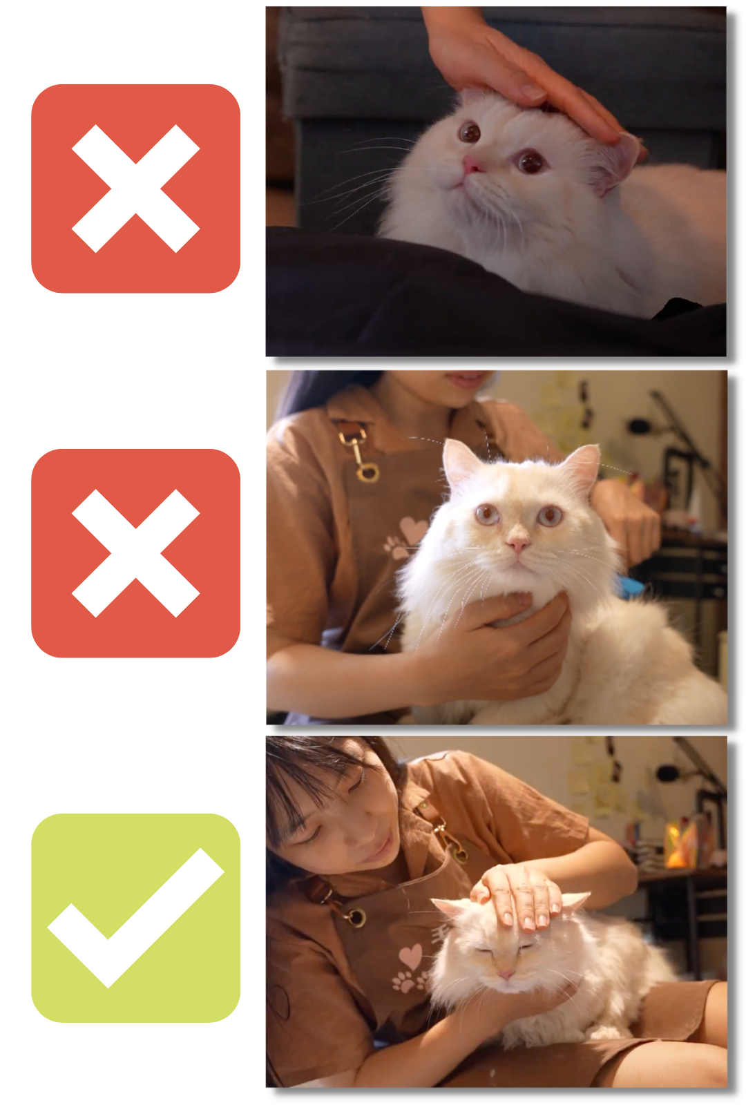 毛小愛保姆教學_上架到府照顧_3