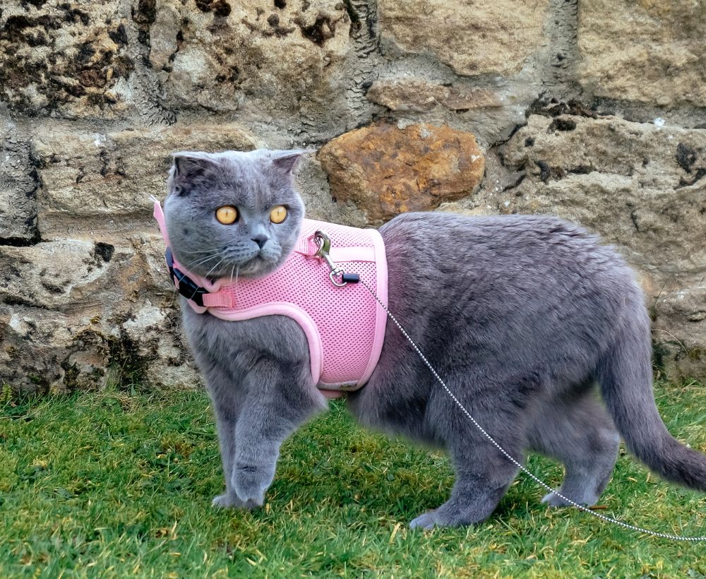 柯以出門的貓咪 可以出門的貓咪