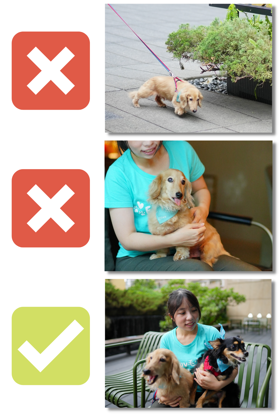 毛小愛保姆教學_上架陪伴散步_3