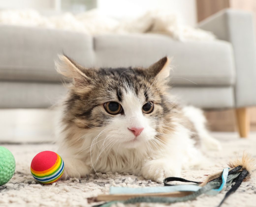 貓咪保姆到府照顧 鏟砂 餵食 陪玩