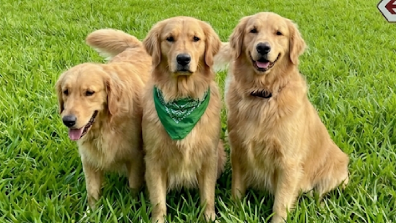 黃金獵犬合照