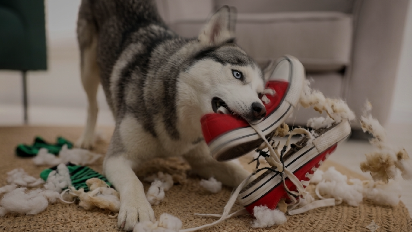 中大型犬未放電造成的拆家現場：咬爛的拖鞋、撕碎的衛生紙、被毒手的沙發