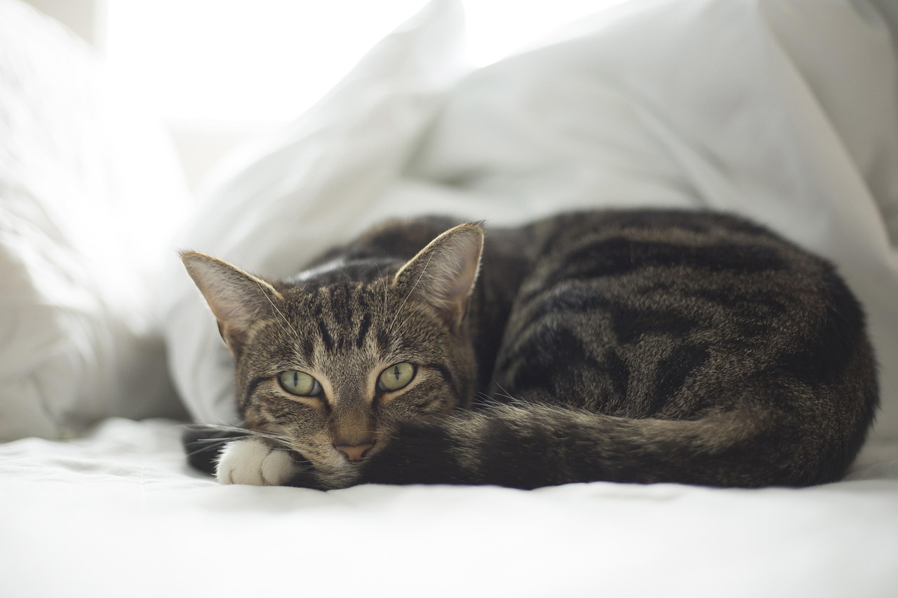 calm cat resting in a cozy cat bed near a window with sunlight
