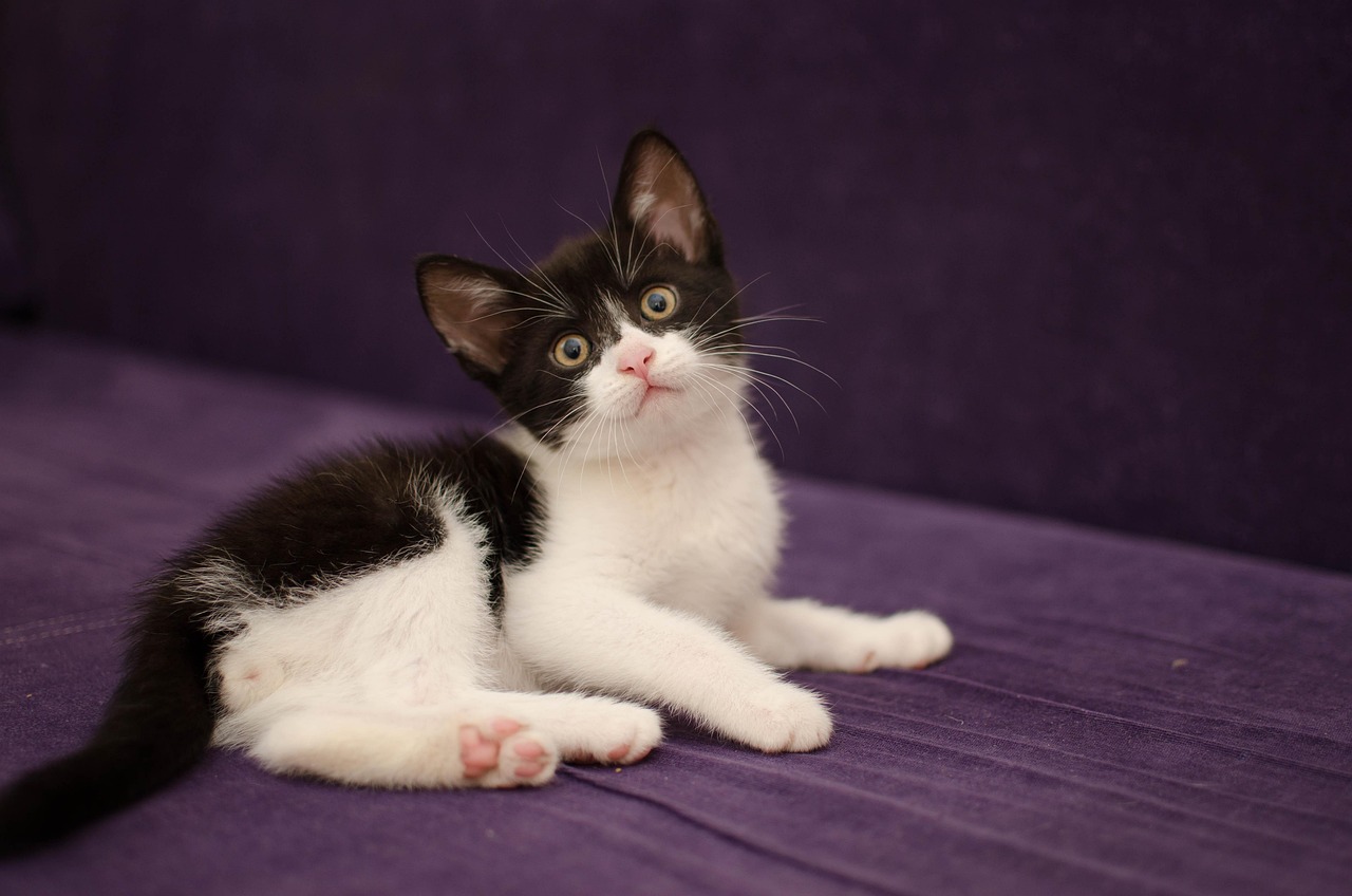 cat safely resting inside a comfortable cage with toys