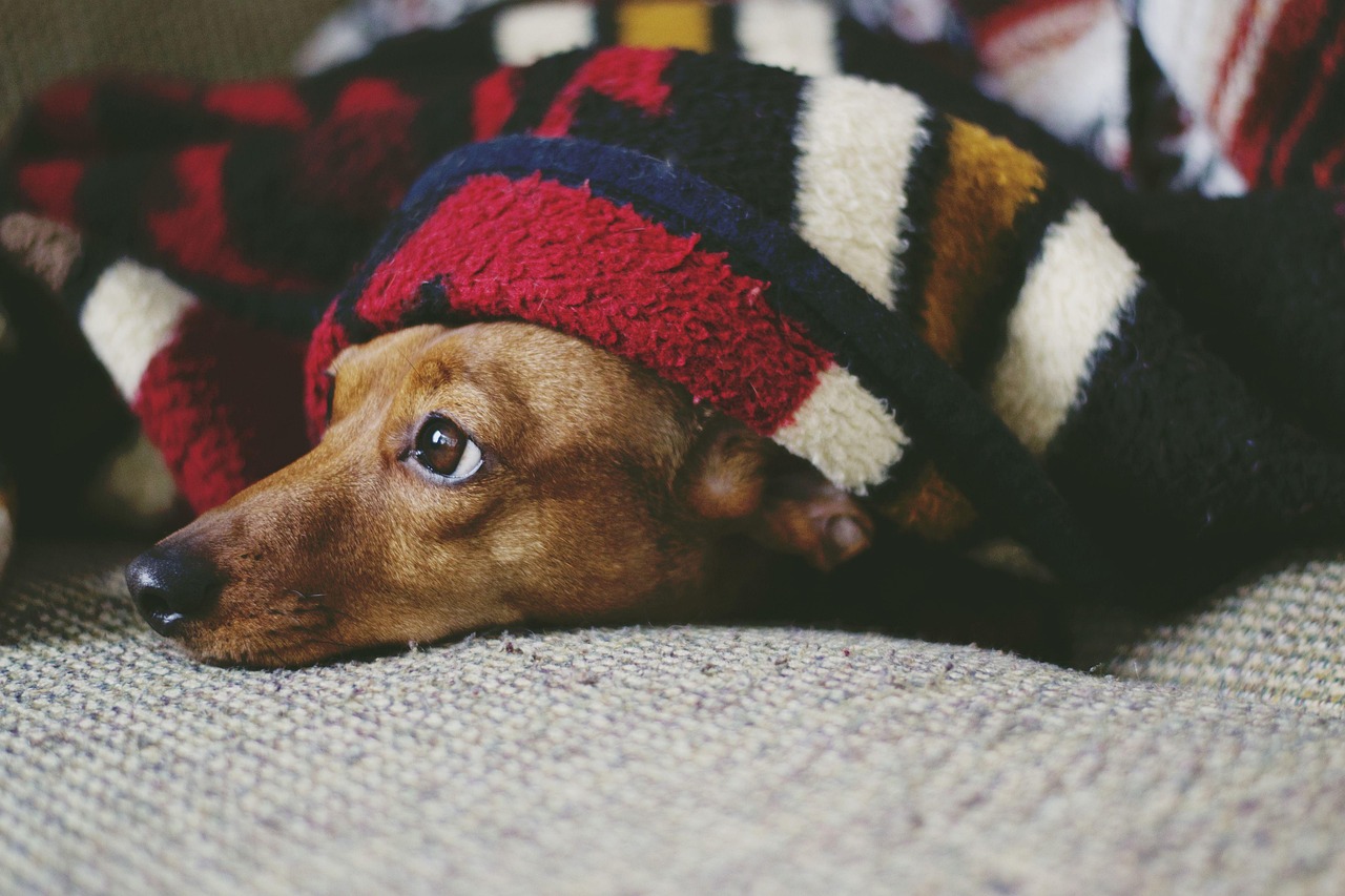 cozy dog resting in open crate inside safe living room