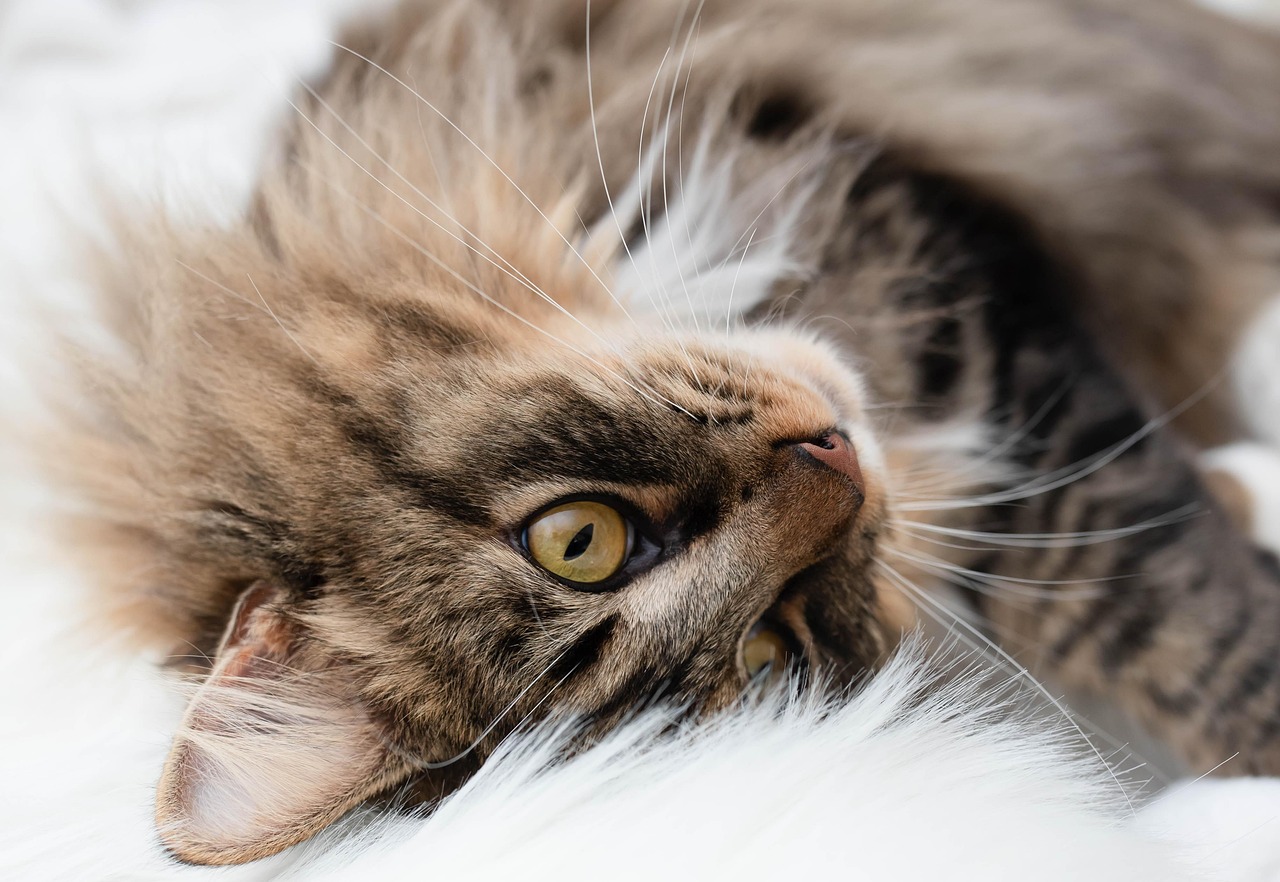 cat resting peacefully in a quiet home environment