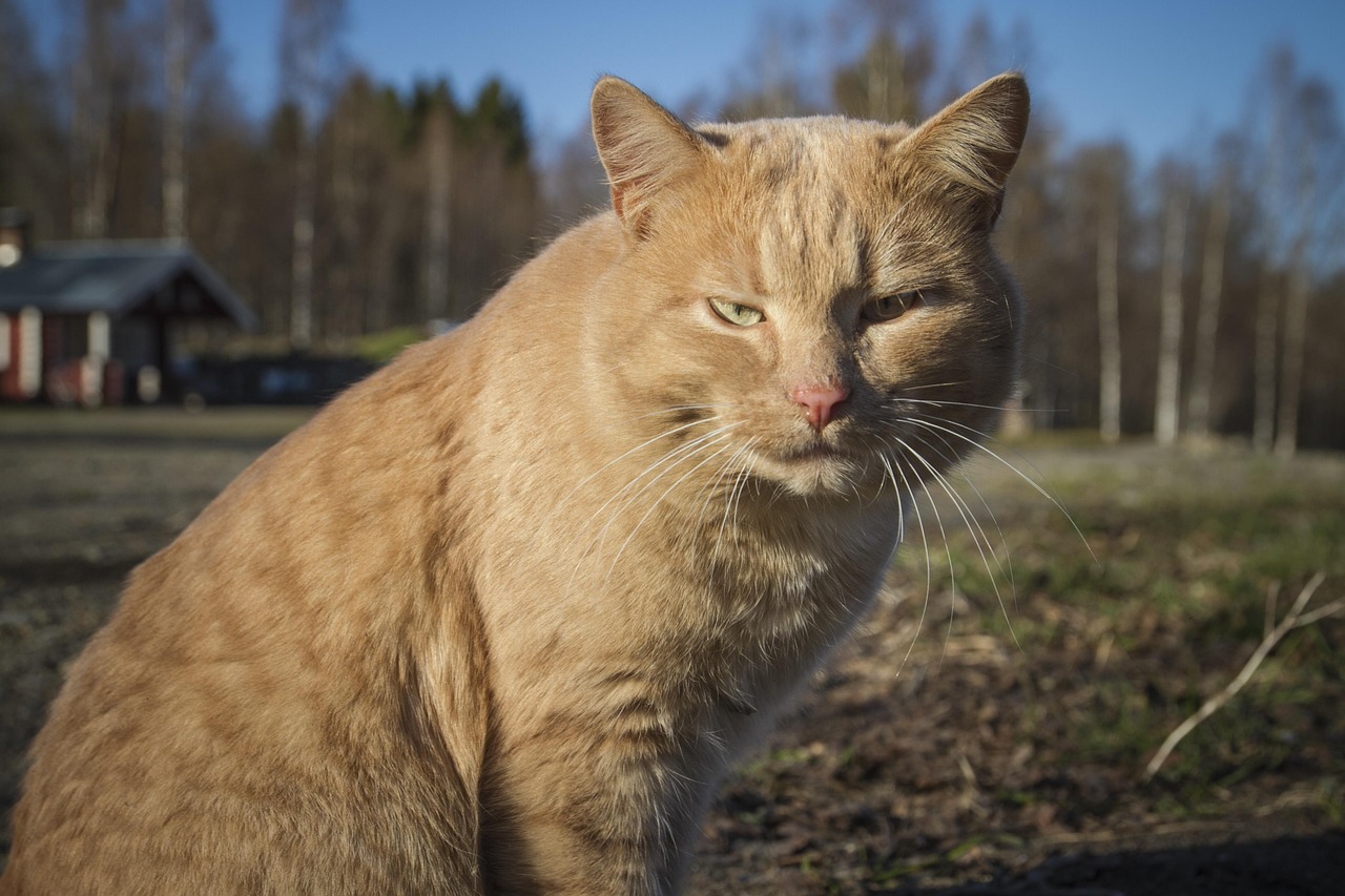 happy cat owner reuniting with pet after trip