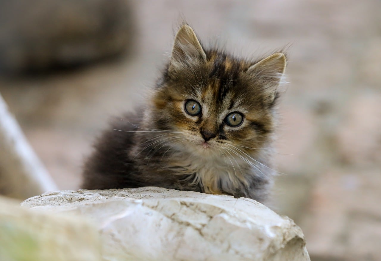 なぜ今人気？注目を集める猫泊まれる宿の魅力