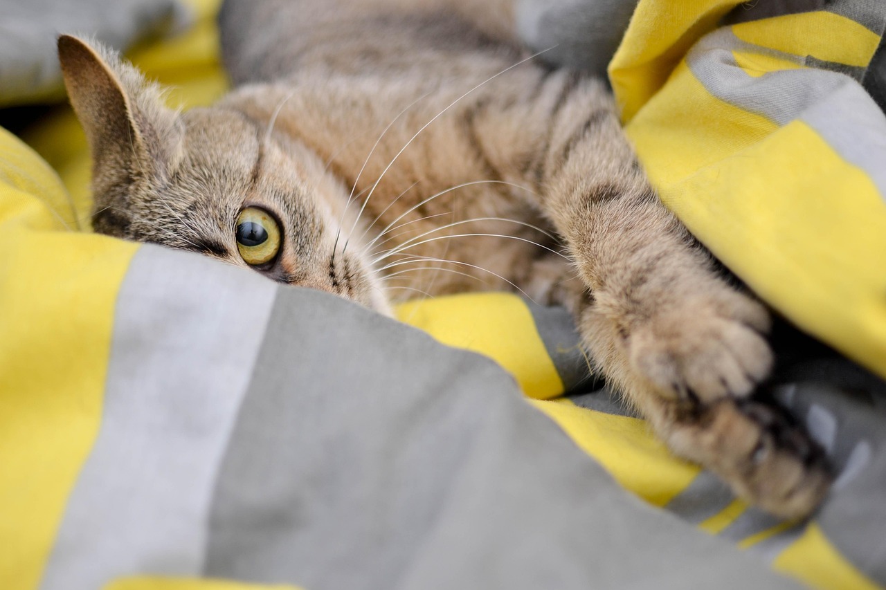 foreigner holding cat in modern Japanese apartment