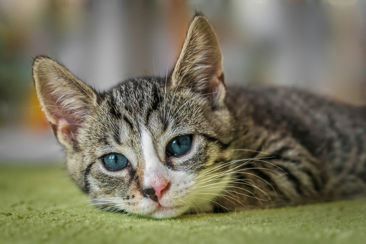 cat relaxing in comfortable pet hotel room