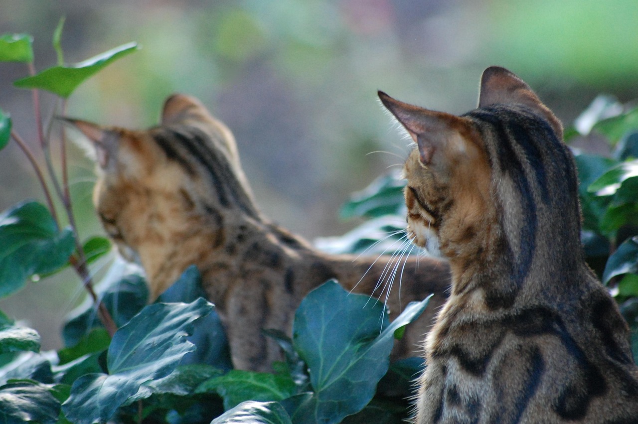 cat looking out window with anxious expression